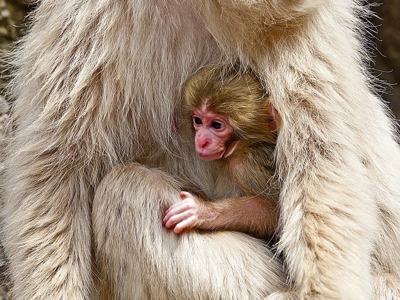 931 - AGAINST IN THE MOTHER'S BREAST - CHAN H.W. - hong kong.jpg